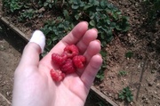 21st Aug 2013 - Picking the raspberries