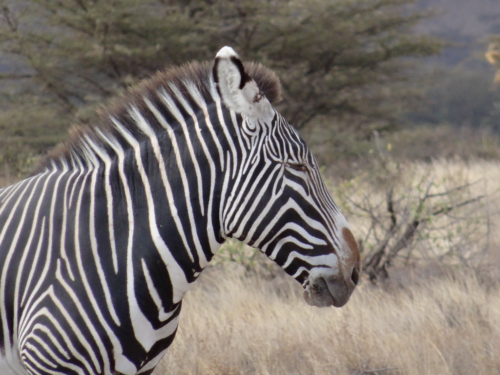 Zebra posing by padlock