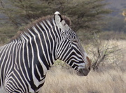 4th Aug 2013 - Zebra posing