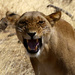 Unhappy lioness by padlock