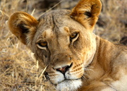 10th Aug 2013 - Lioness