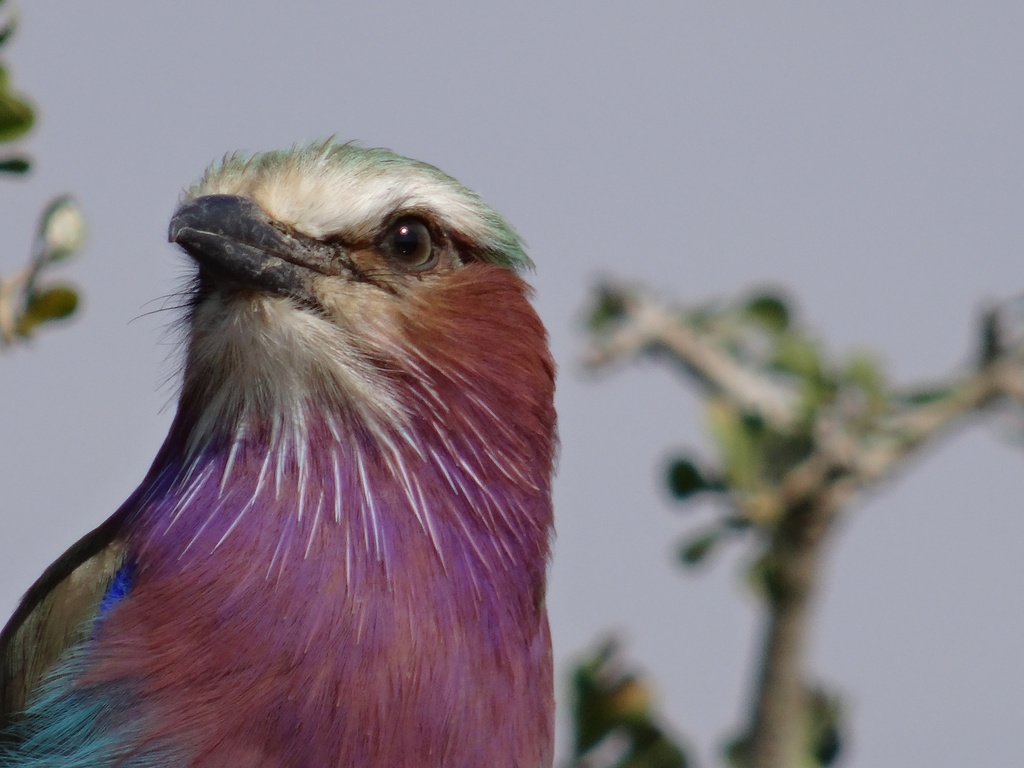 National Bird of Kenya by padlock
