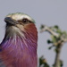 National Bird of Kenya by padlock