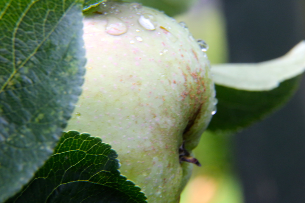 Rain drops on apples by padlock