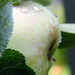 Rain drops on apples by padlock