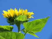 15th Aug 2013 - Sunflower