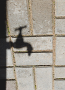 22nd Aug 2013 - Shadow