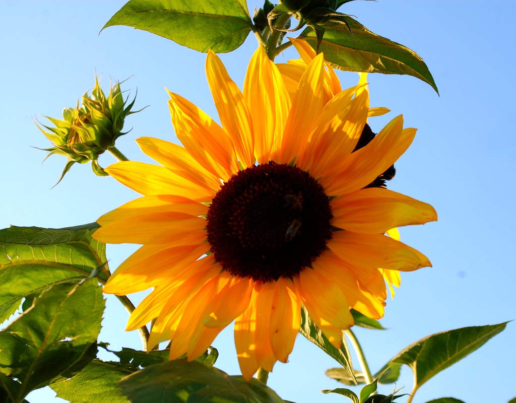 Sunflower by pavlina