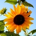 Sunflower by pavlina