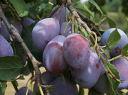 19th Aug 2013 - Plums