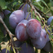 Plums by fortong