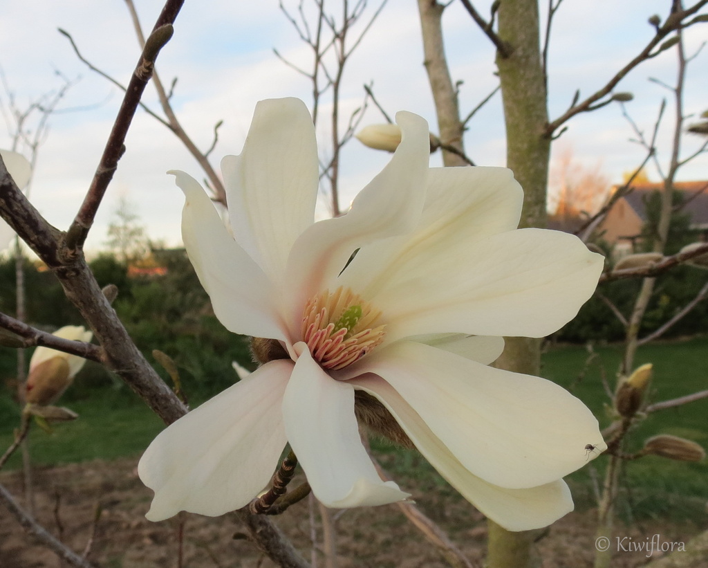 Magnolia kobus by kiwiflora