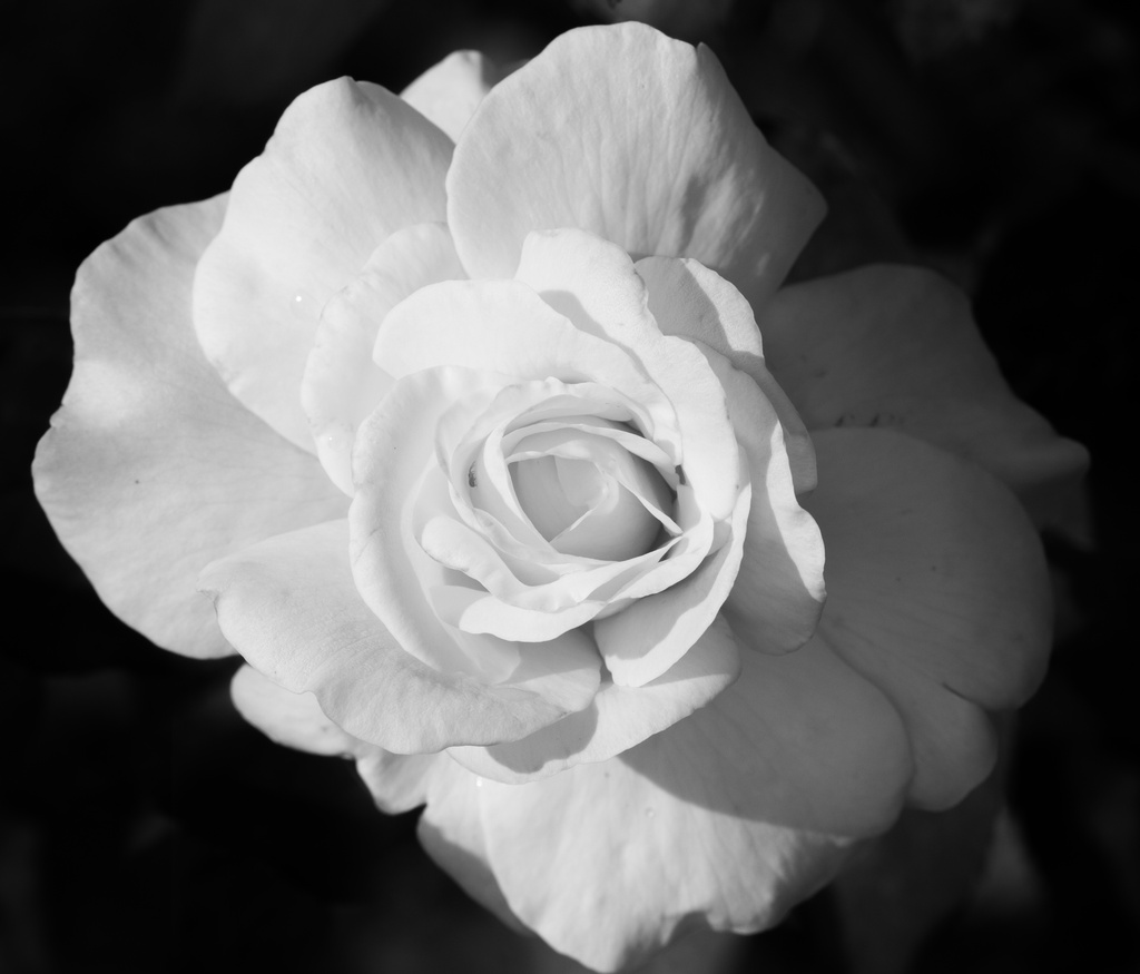 Colorless by cdonohoue