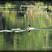 common loon by mjmaven