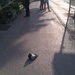 Fearless pigeon by nami