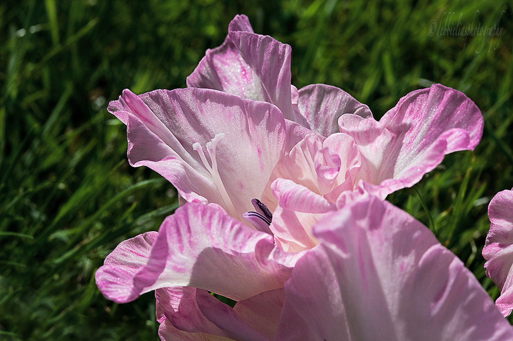 22.8.13 Glistening Gladioli by stoat