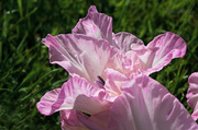 22nd Aug 2013 - 22.8.13 Glistening Gladioli