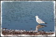 22nd Aug 2013 - Lone Seagull