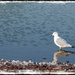 Lone Seagull by gardencat