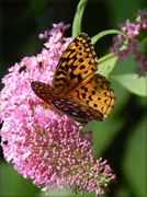 22nd Aug 2013 - Butterfly On A Butterfly Bush