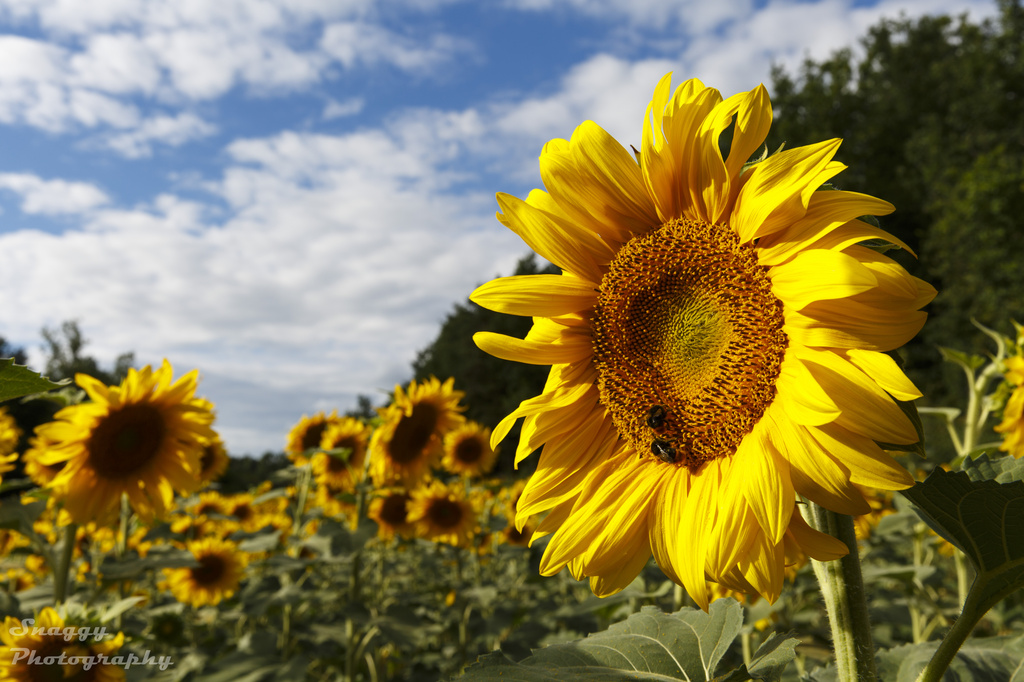 Day 220 - Sunflowers by snaggy