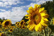 8th Aug 2013 - Day 220 - Sunflowers