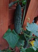 22nd Aug 2013 - Cucumber Fencing