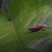 Leaf Hopper by brillomick