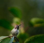 23rd Aug 2013 - Red Headed Hummer Through My Window