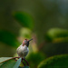 Red Headed Hummer Through My Window by jgpittenger