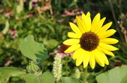16th Aug 2013 - sunflower