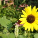 sunflower by dmdfday