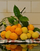 23rd Aug 2013 - Oranges & Lemons