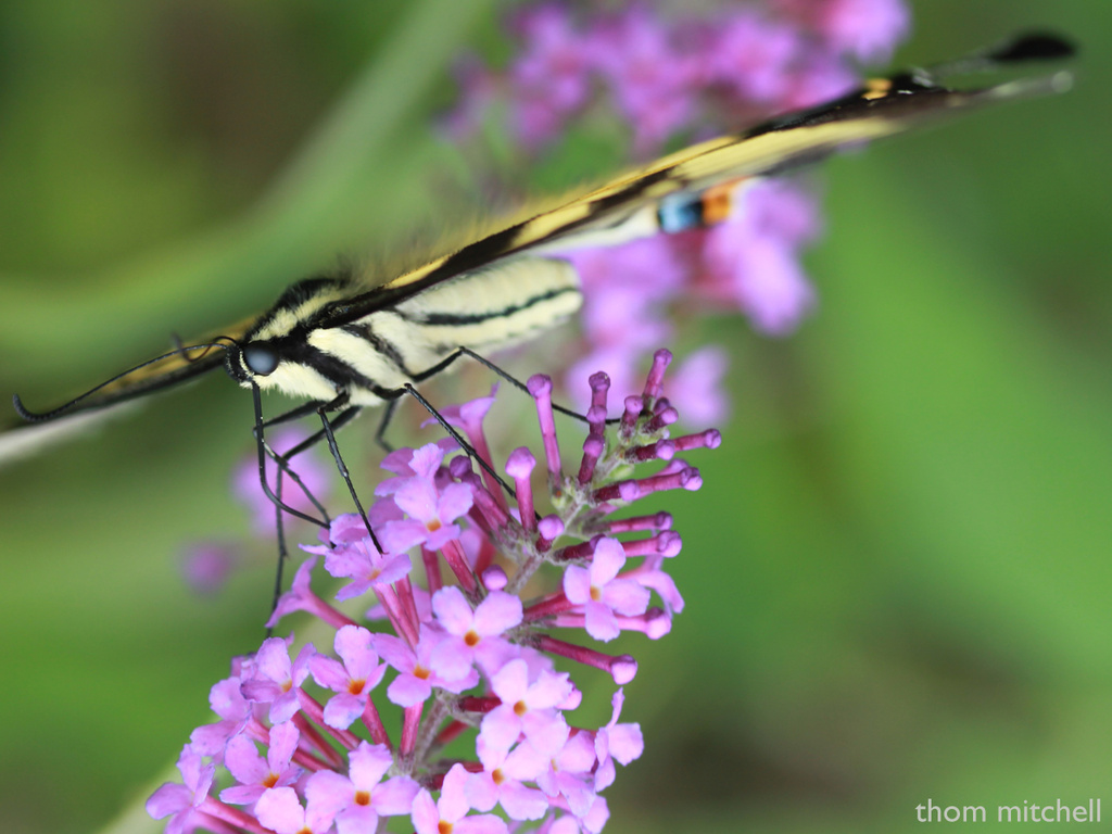 Eastern Tiger Swallowtail: A different POV by rhoing