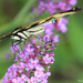Eastern Tiger Swallowtail: A different POV by rhoing