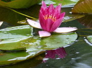 23rd Aug 2013 - pink water lily