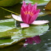 pink water lily by quietpurplehaze