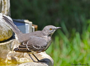 23rd Aug 2013 - Mocking Bird