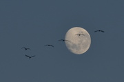 23rd Aug 2013 - Fly me to the Moon