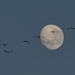 Fly me to the Moon by salza