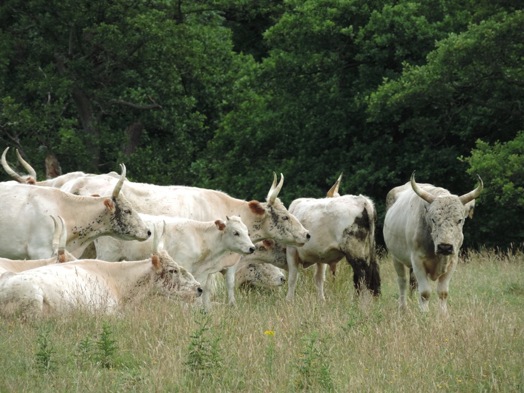 The wild cattle of Chillingham by roachling