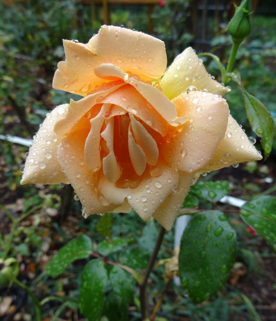 Day 79 Rose on a Rainy Day by rminer