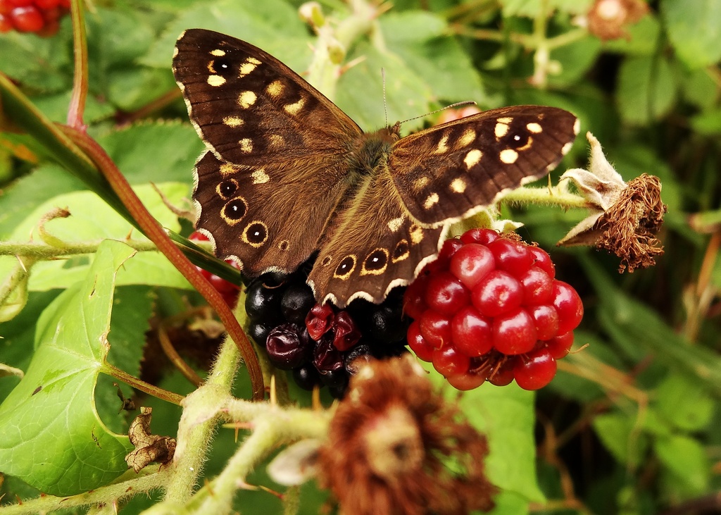 Speckled wood butterfly  - 23-8 by barrowlane