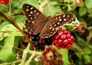 23rd Aug 2013 - Speckled wood butterfly  - 23-8