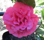 24th Aug 2013 - Camellia 'Anticipation'