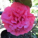 Camellia 'Anticipation' by kiwiflora