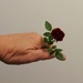 A Rose By Any Other Name... by grammyn