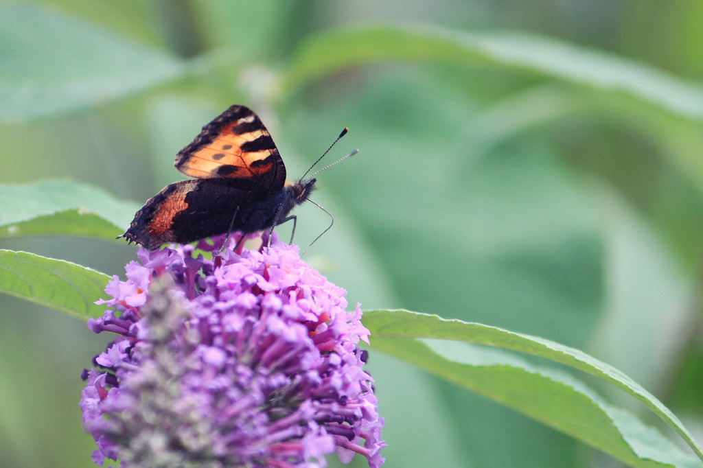 Backlit butterfly by judithg