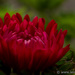 Another Aster by leonbuys83