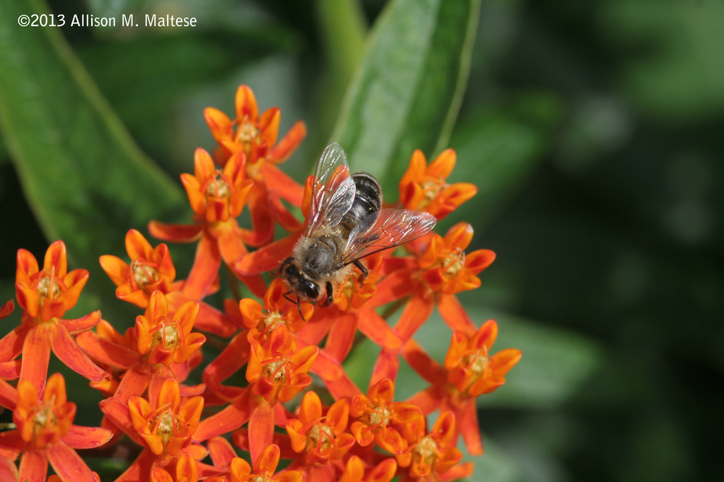 Bumblebee and Butterfly Weed by falcon11